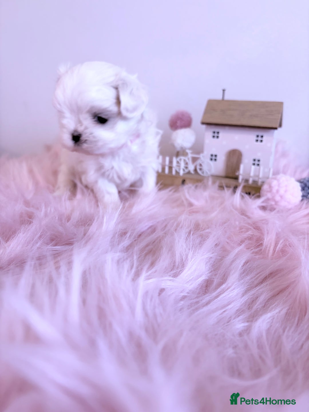 Maltese dogs for sale: ❤️🩵Full Korean Baby pups🩵❤️ - Advert 11