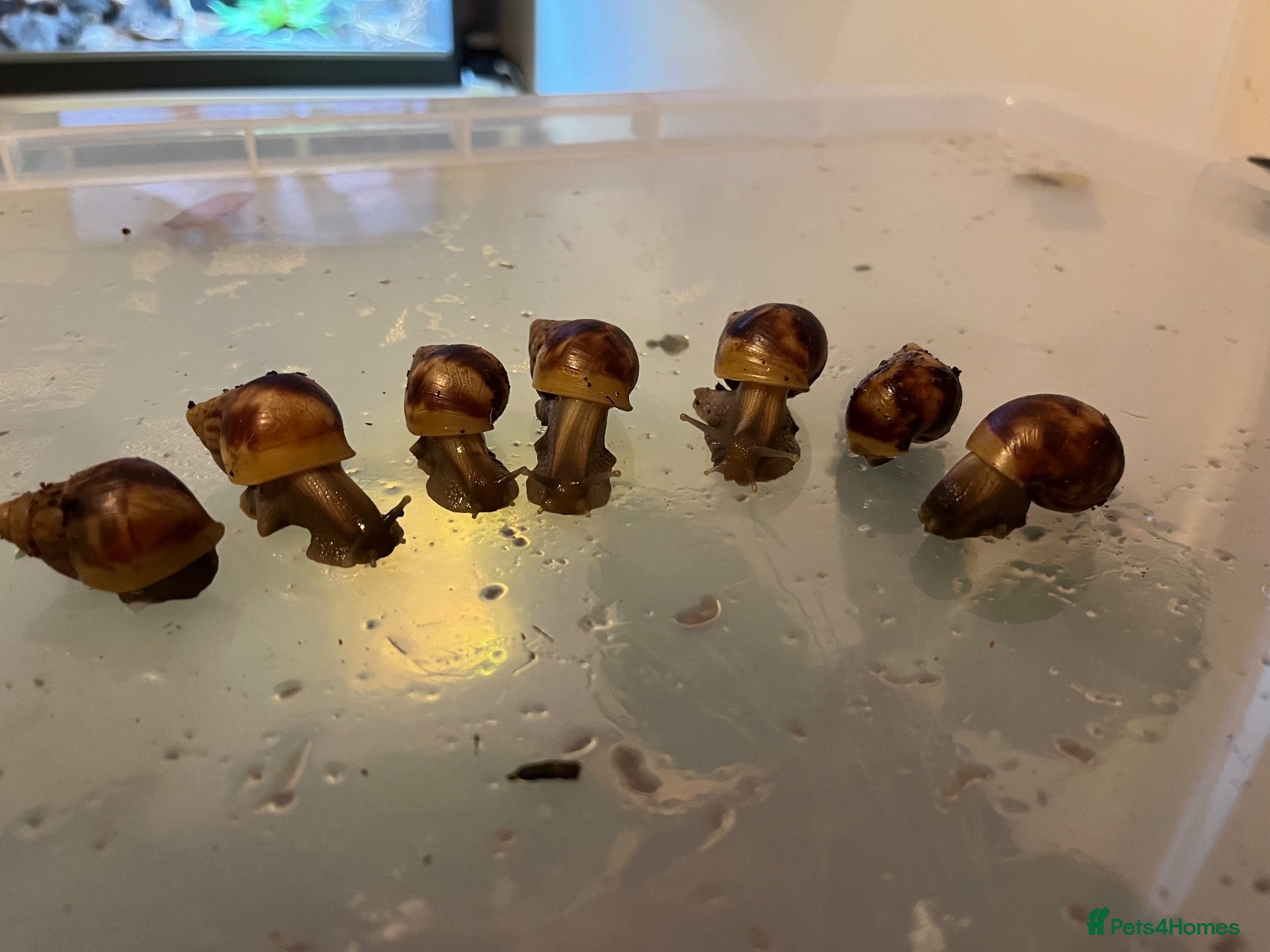 Snails invertebrates Giant African land snails (Lissachatina fulica)  - Advert 22
