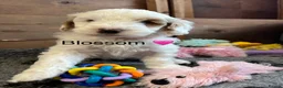 Australian Labradoodle dogs for sale: AUSSIE DOODLE - Health Tested - Advert 15