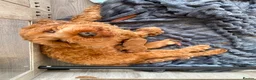 Cockapoo dogs for sale: Exceptional Cockapoo Puppies 🩷💙 - Advert 6