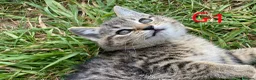 European cats for sale: 3 kittens for sale - Advert 11