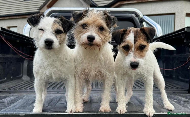 Parson Russell dogs - Advert 2