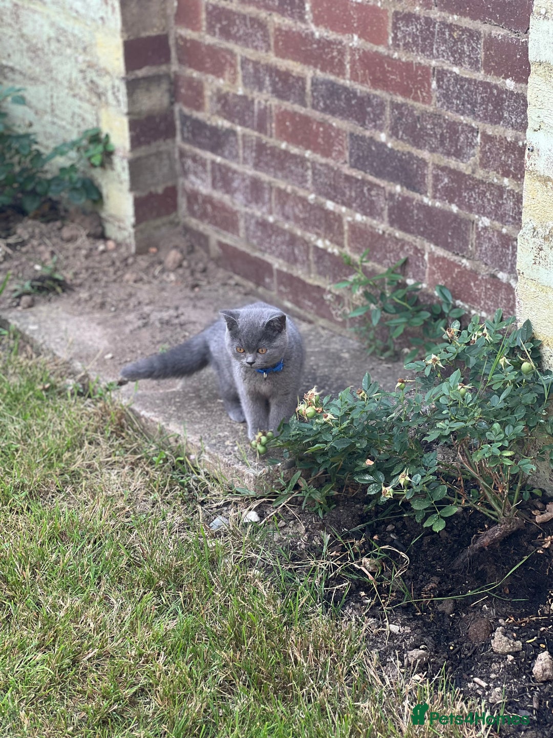 British Shorthair cats for sale: British shorthair  - Image 16