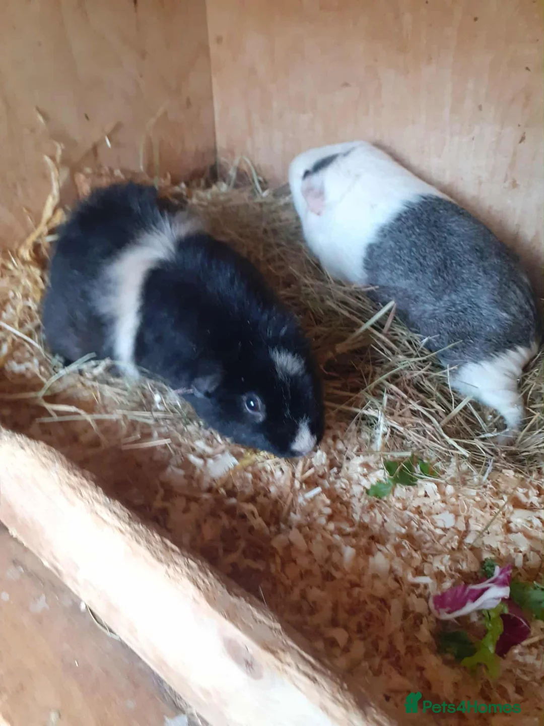 Guinea Pig rodents for sale: Two female guinea pigs - Advert 1