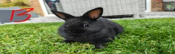 Netherland Dwarf rabbits for sale: Netherland dwarf  - Advert 13