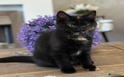 Mixed Breed cats for sale: British shorthaired cross kittens  - Image 6