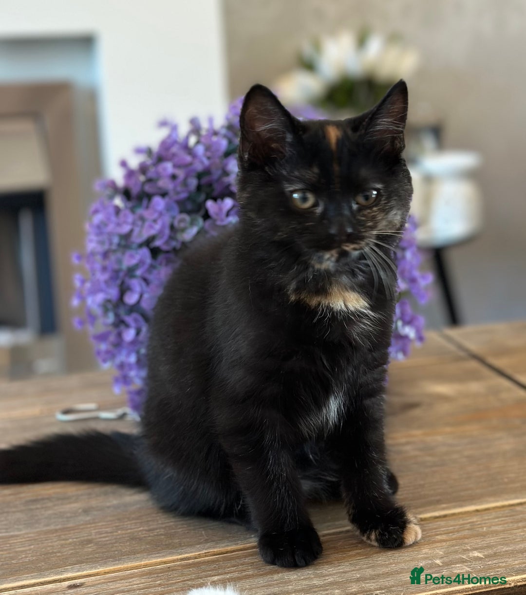 Mixed Breed cats for sale: British shorthaired cross kittens  - Image 6