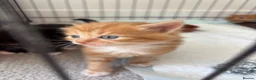 Mixed Breed cats for sale: Beautiful Kittens Looking for Their Forever Home - Advert 9