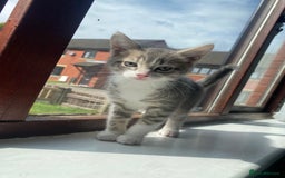 British Shorthair cats for sale: Brittish Shorthair Crossbreed Kittens  - Image 6