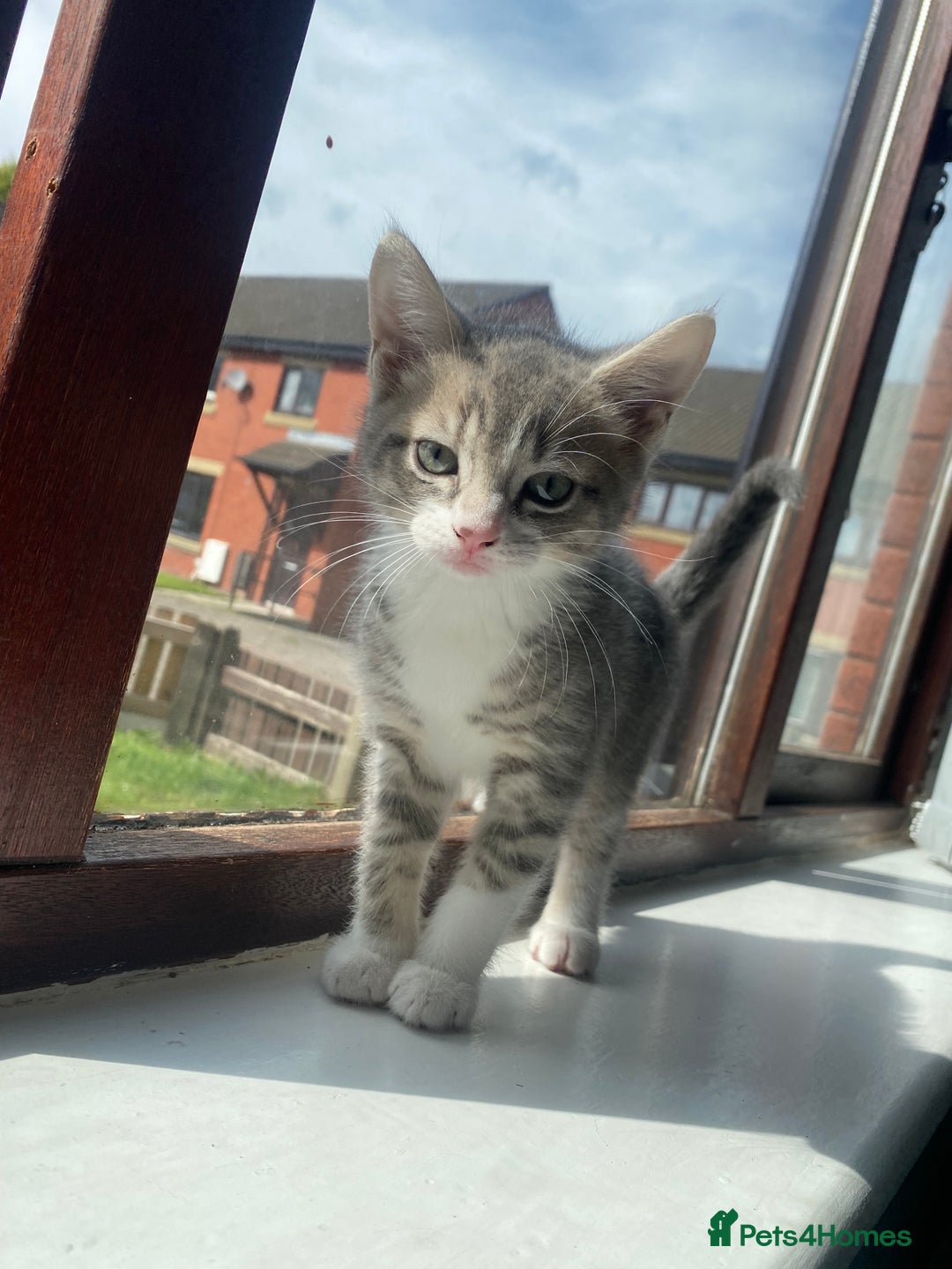 British Shorthair cats for sale: Brittish Shorthair Crossbreed Kittens  - Image 6