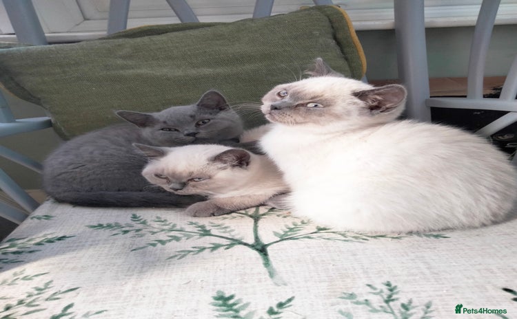 British Shorthair cats - Advert 3