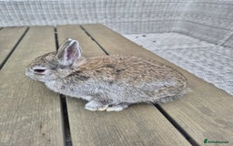 Netherland Dwarf rabbits for sale: Baby Netherland dwarf rabbits  - Image 2