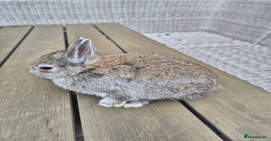 Netherland Dwarf rabbits - Advert 11