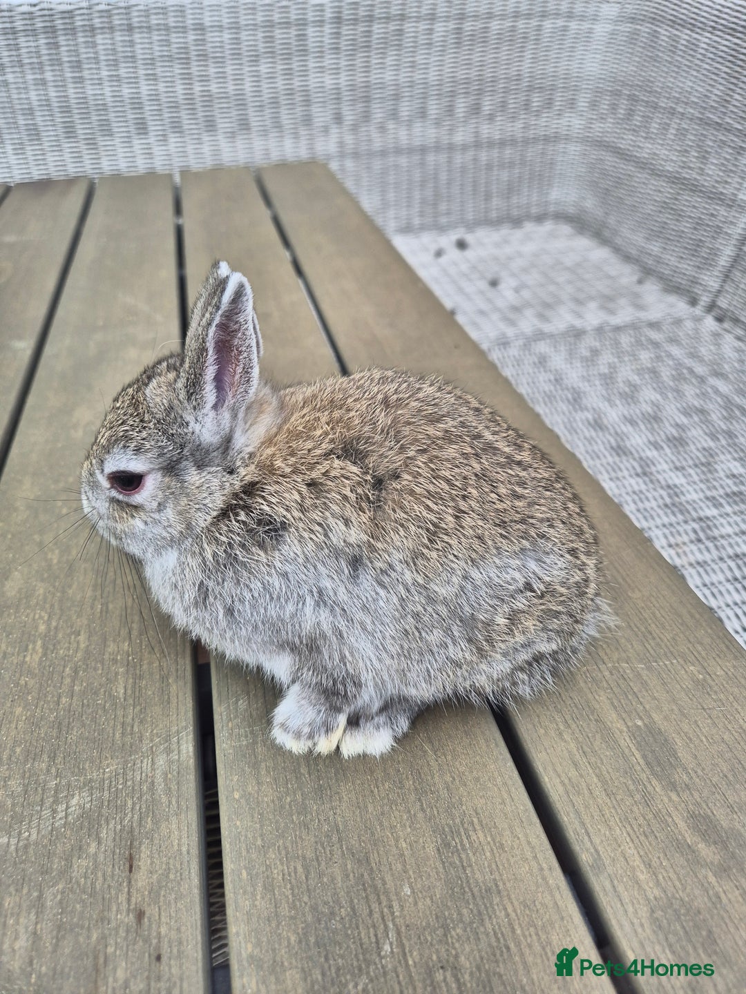 Netherland Dwarf rabbits for sale: Baby Netherland dwarf rabbits  - Image 2