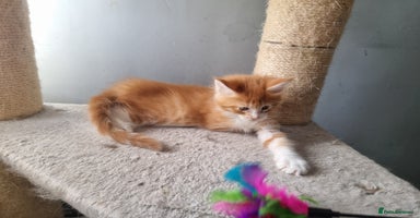 Maine Coon cats - Advert 6