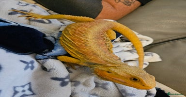 Lizard reptiles - Advert 11