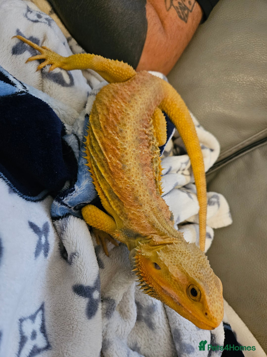 Lizard reptiles for sale: Bearded dragon and full set up - Image 3