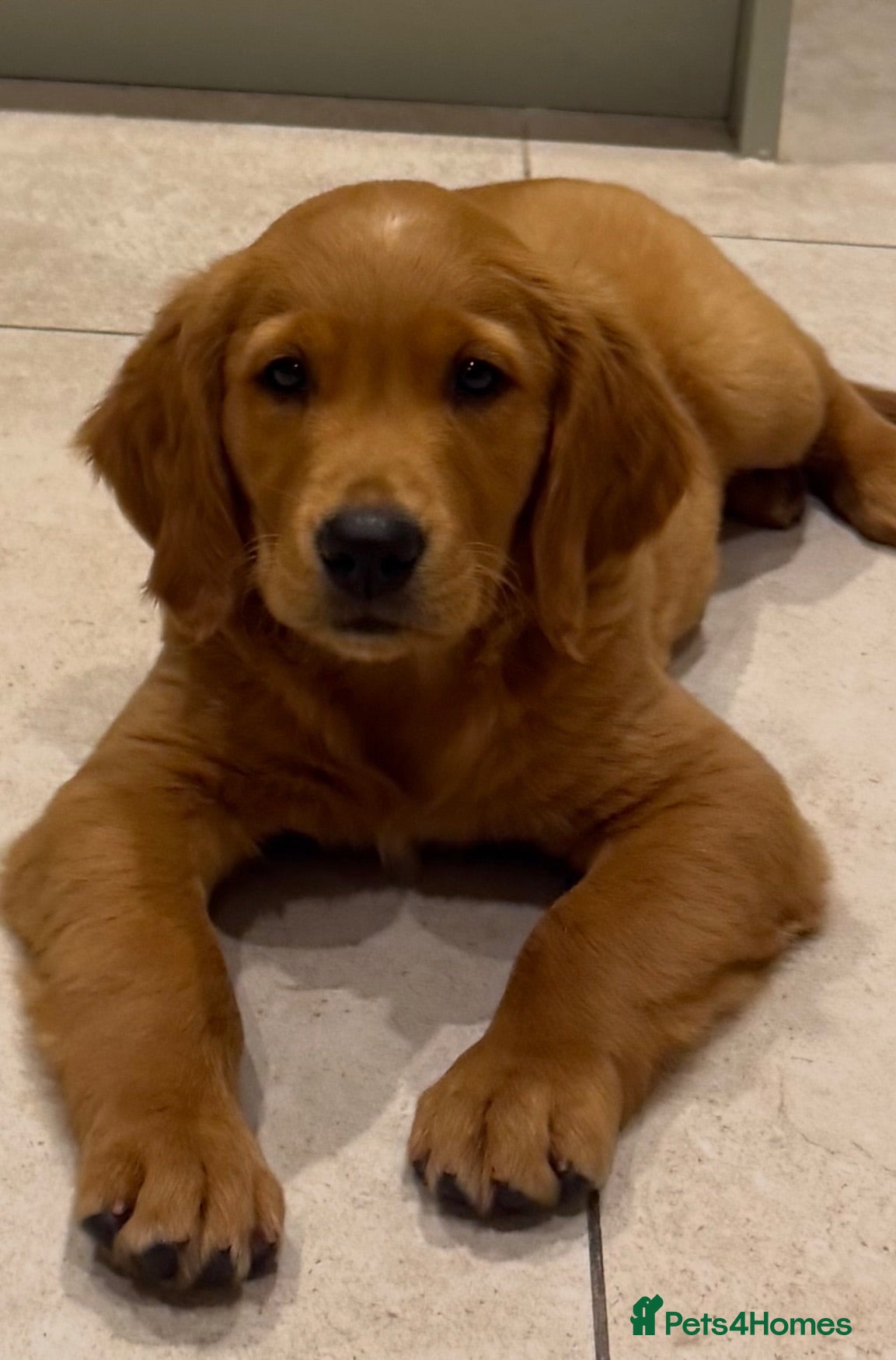 Golden Retriever dogs Excellent pedigree KC working golden retrievers  - Advert 1