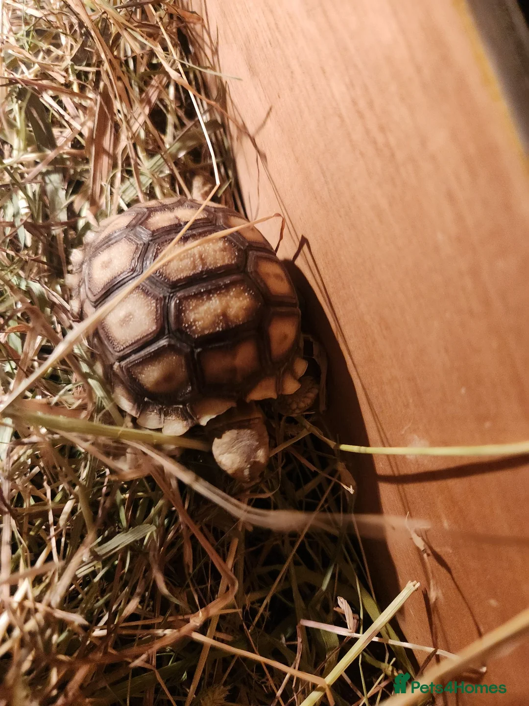 Tortoise reptiles for sale: Sulcat ttortois in Leicester - Advert 2