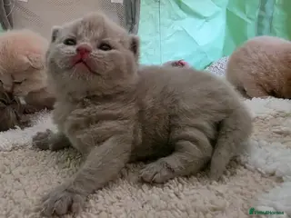 British Shorthair cats Exceptional quality British shorthair kittens - Advert 1