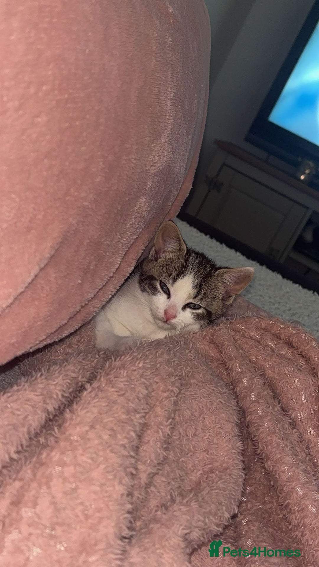 Mixed Breed cats for sale: Mixed breed kittens  - Advert 11