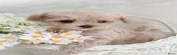 Maltipoo dogs for sale: Extra small F1 maltipoo puppies  in Doncaster - Advert 33
