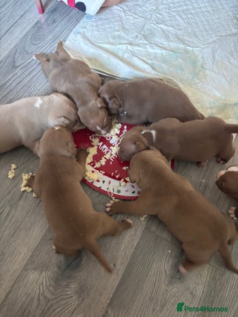 American Bully dogs - Advert 1