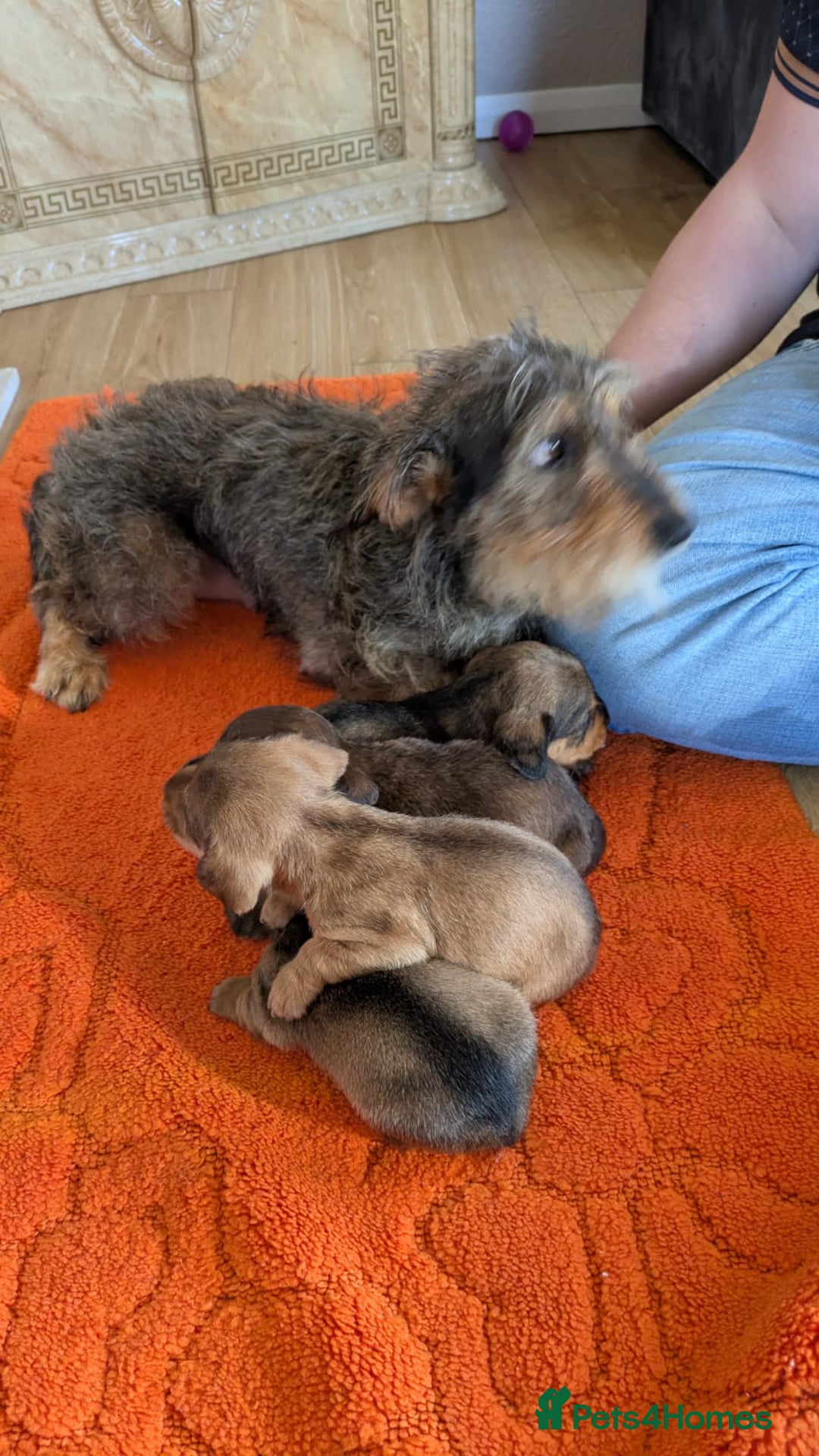 Mixed Breed dogs for sale: 3/4Dachshund X 1/4Jack  - Image 16