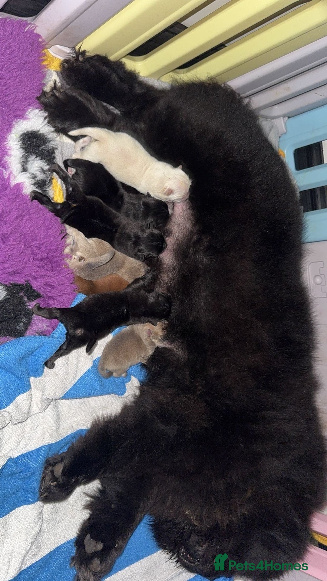 Chow Chow dogs for sale: 🍬Beautiful chow litter kc registered 🍬 - Advert 16