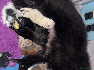 Chow Chow dogs 🍬Beautiful chow litter kc registered 🍬 - Advert 1