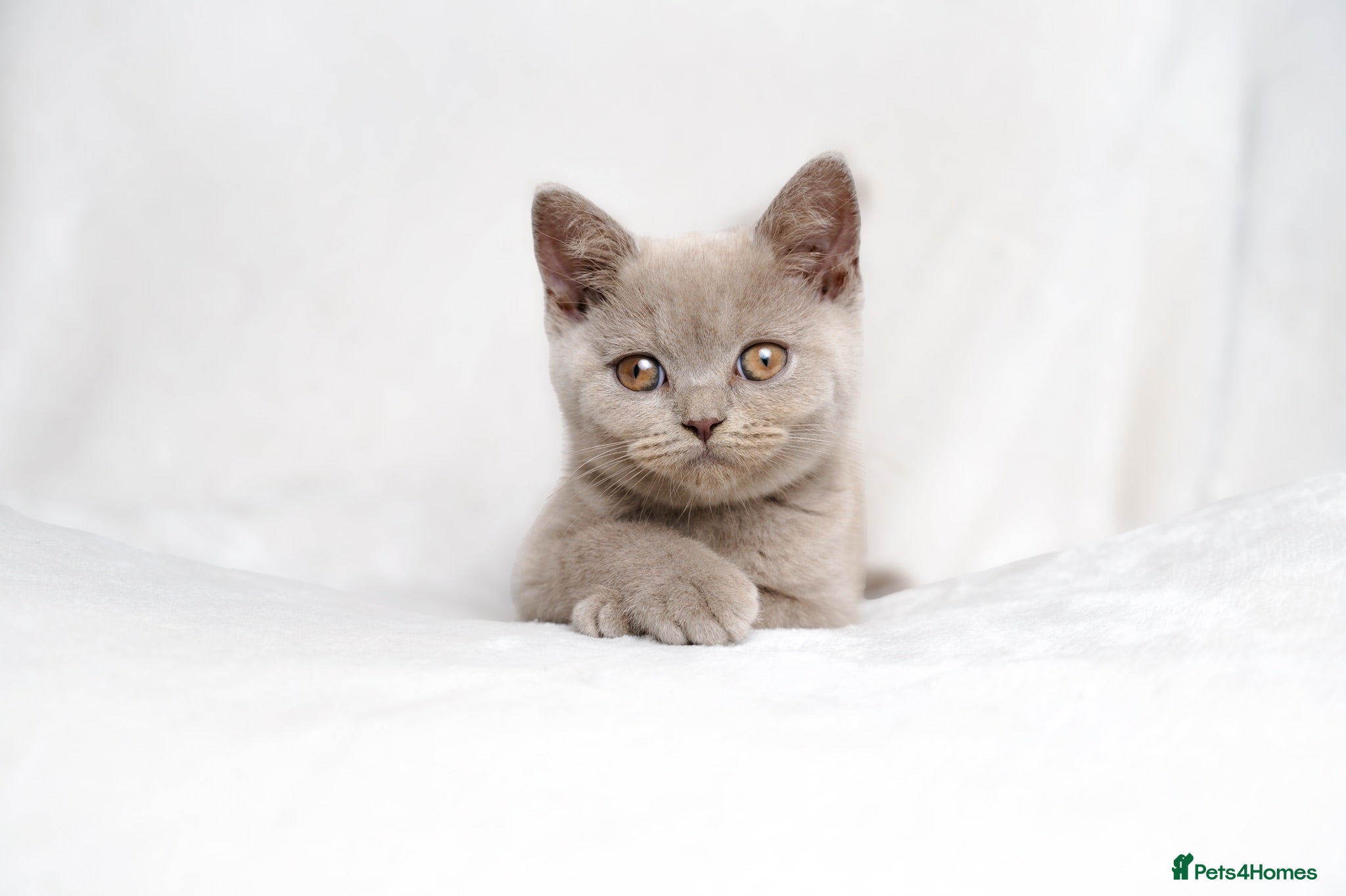 British Shorthair cats Champagne Lilac/Fawn British Shorthair Kittens 💜 - Advert 4
