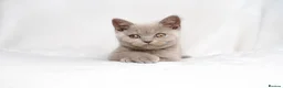 British Shorthair cats for sale: Champagne Lilac/Fawn British Shorthair Kittens 💜 - Advert 1