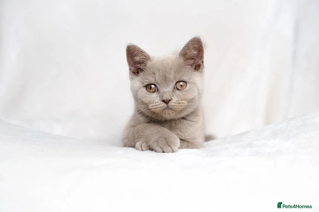 British Shorthair cats for sale: Champagne Lilac/Fawn British Shorthair Kittens 💜 - Advert 1