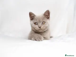 British Shorthair cats Champagne Lilac/Fawn British Shorthair Kittens 💜 - Advert 2