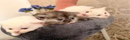 British Shorthair cats for sale: Stunning kittens looking for their forever home💙 - Advert 7