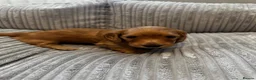 Miniature Dachshund dogs for sale: Gorgeous long haired miniature dachshund  - Advert 11