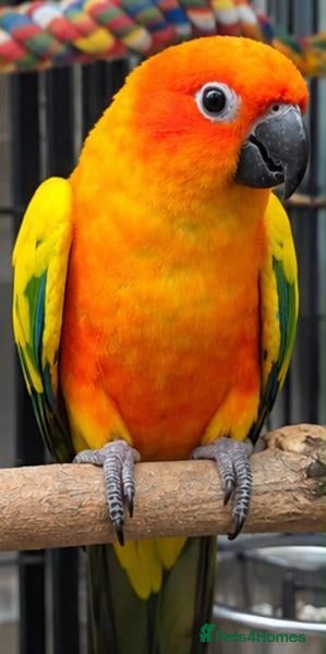Conures birds Hand raised birds needing a caring home - Advert 4