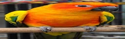 Conures birds for sale: Hand raised birds needing a caring home in Leicester - Advert 1