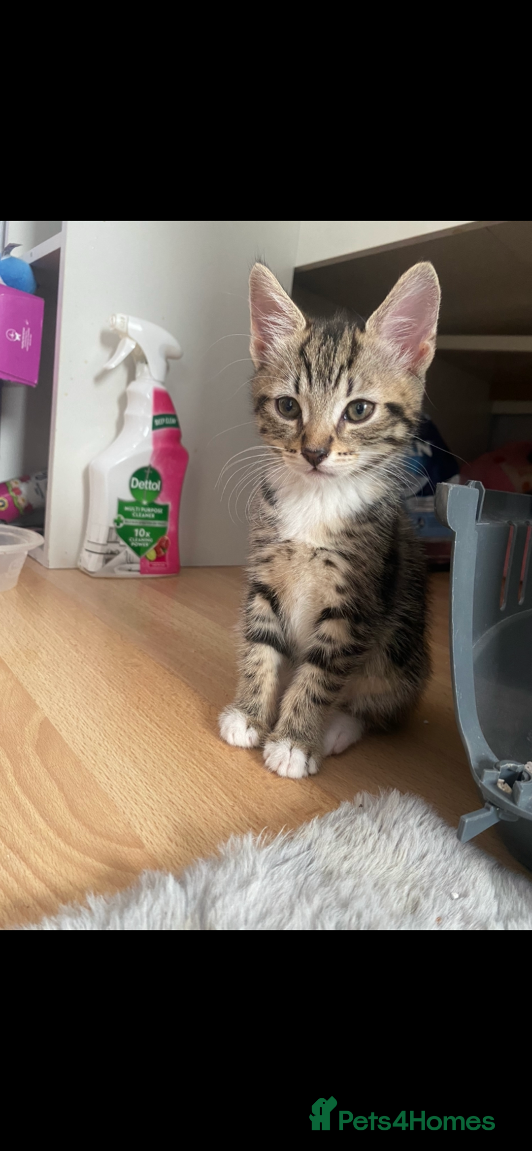 Mixed Breed cats for sale: 4 Beautiful Kitties For Sale  - Image 3