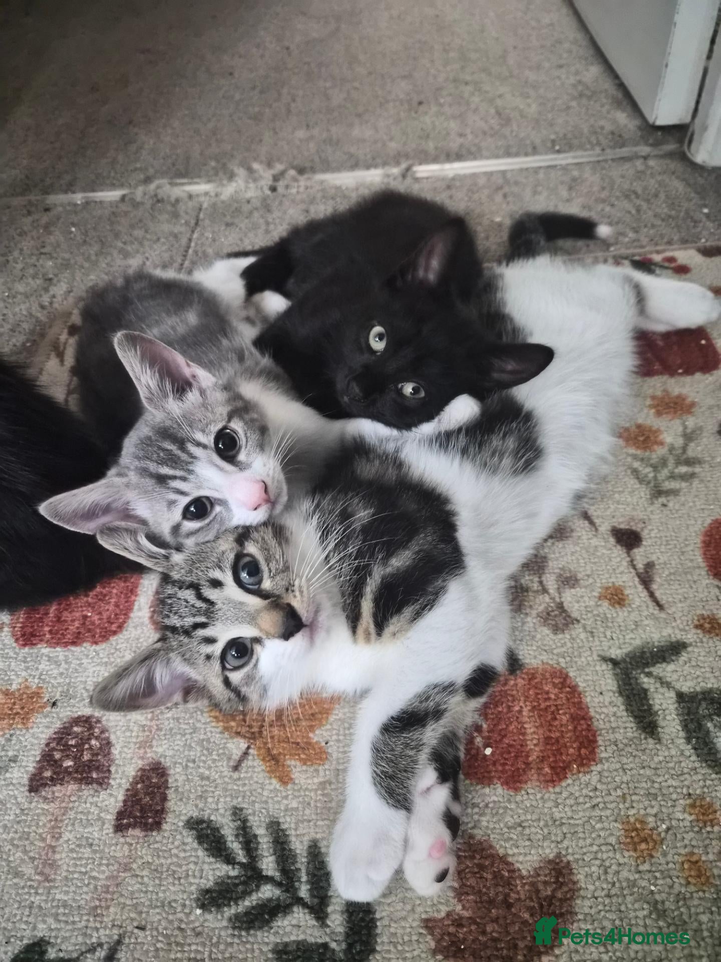 Mixed Breed cats Kittens! - Advert 13