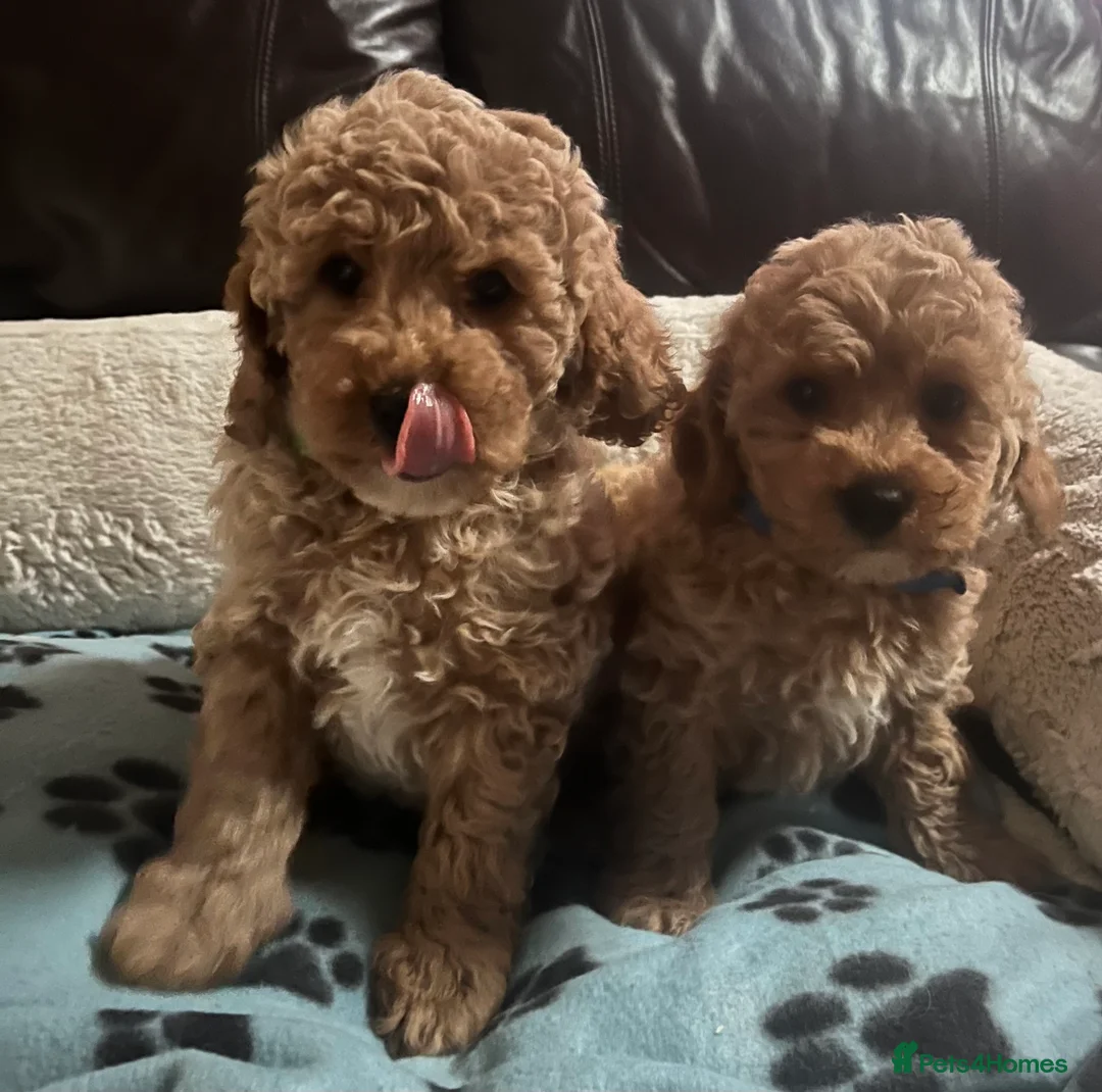 Cavapoochon dogs for sale: Cavapoochon p - Advert 13