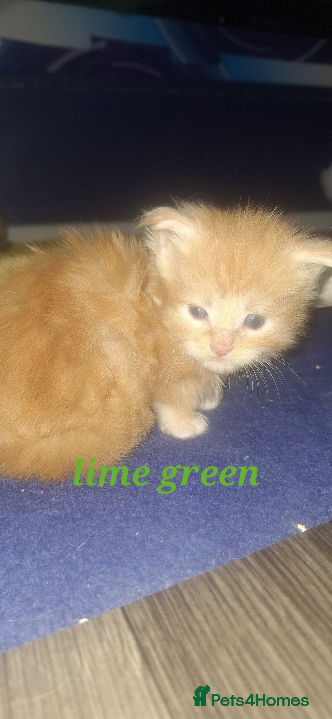 Maine Coon cats for sale: Full main coon kittens for sale - Advert 12