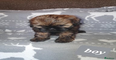Shih Tzu dogs - Advert 4