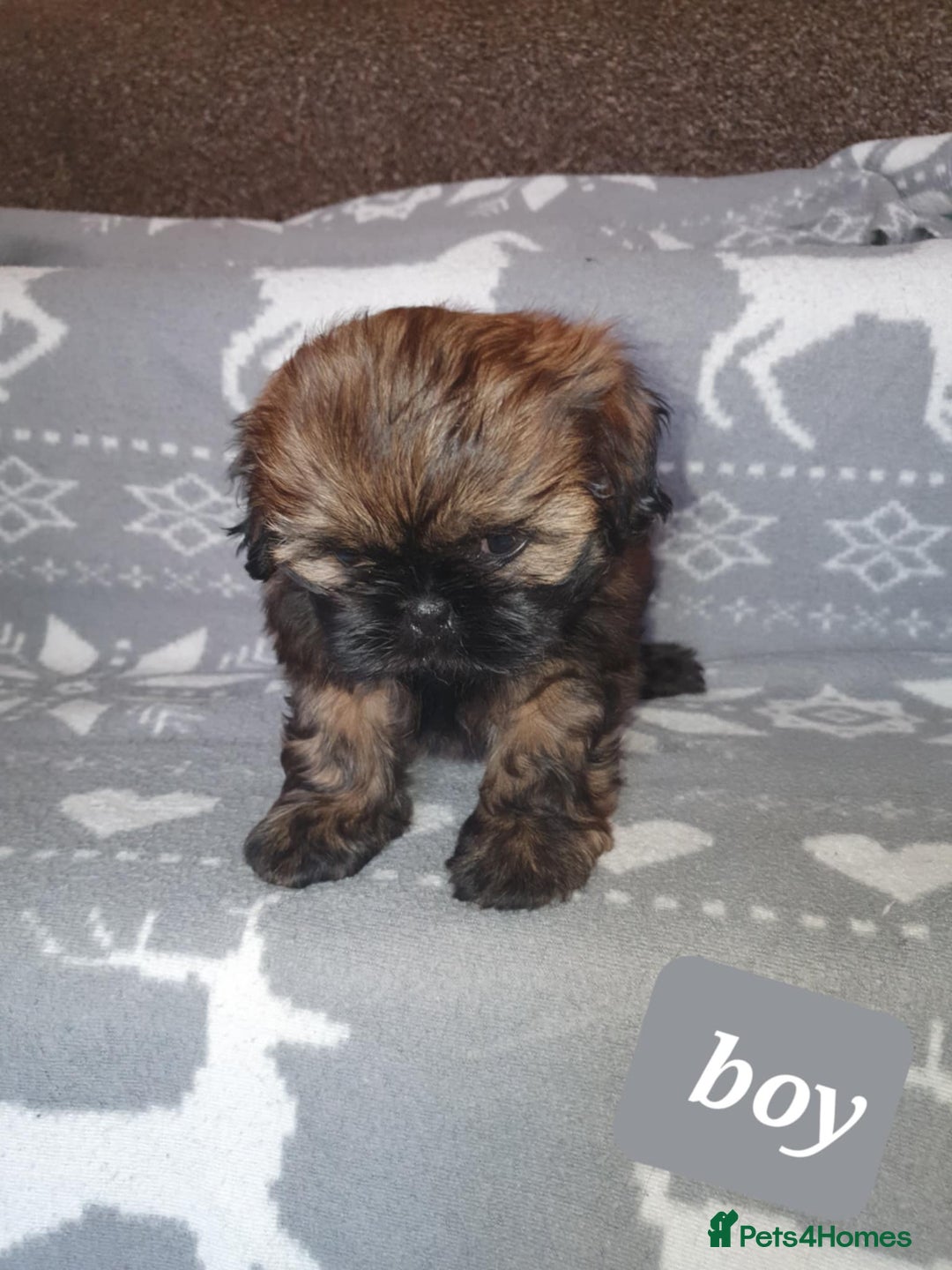 Shih Tzu dogs for sale: Shih tzu puppies - Image 3