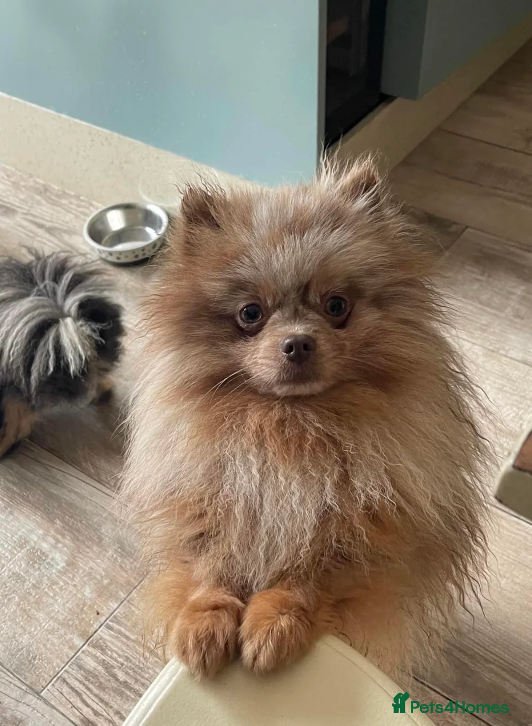 Pomeranian dogs for stud: Lilac Tan Merle Stud Boy kc in Pontefract - Advert 10