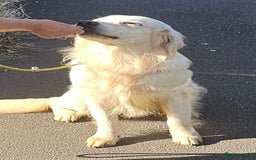 Golden Retriever dogs for stud: Extensively health tested show type kc reg in Bedford - Image 10