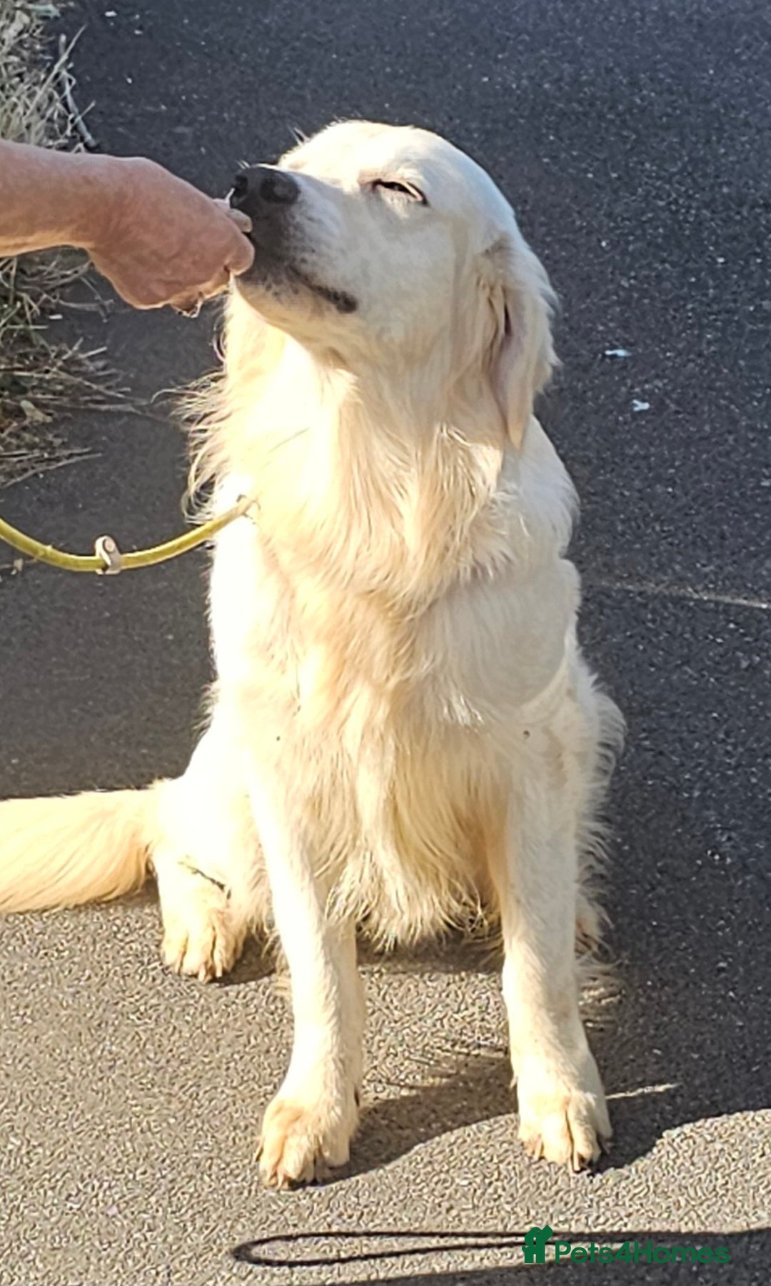 Golden Retriever dogs for stud: Extensively health tested show type kc reg in Bedford - Image 10