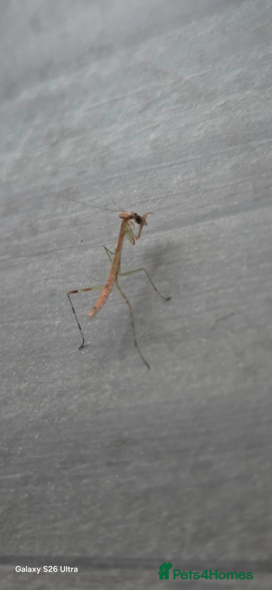 Praying Mantis invertebrates for sale: Madagascan Marbled Mantis i3-i4 in Bangor - Advert 2