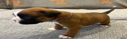Boxer dogs for sale: Beautiful, KC registerd boxer puppies for sale - Advert 7
