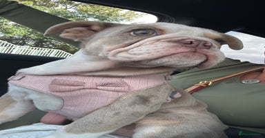 English Bulldog dogs in Billericay - Advert 4